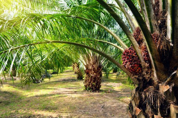 Production huile de palme