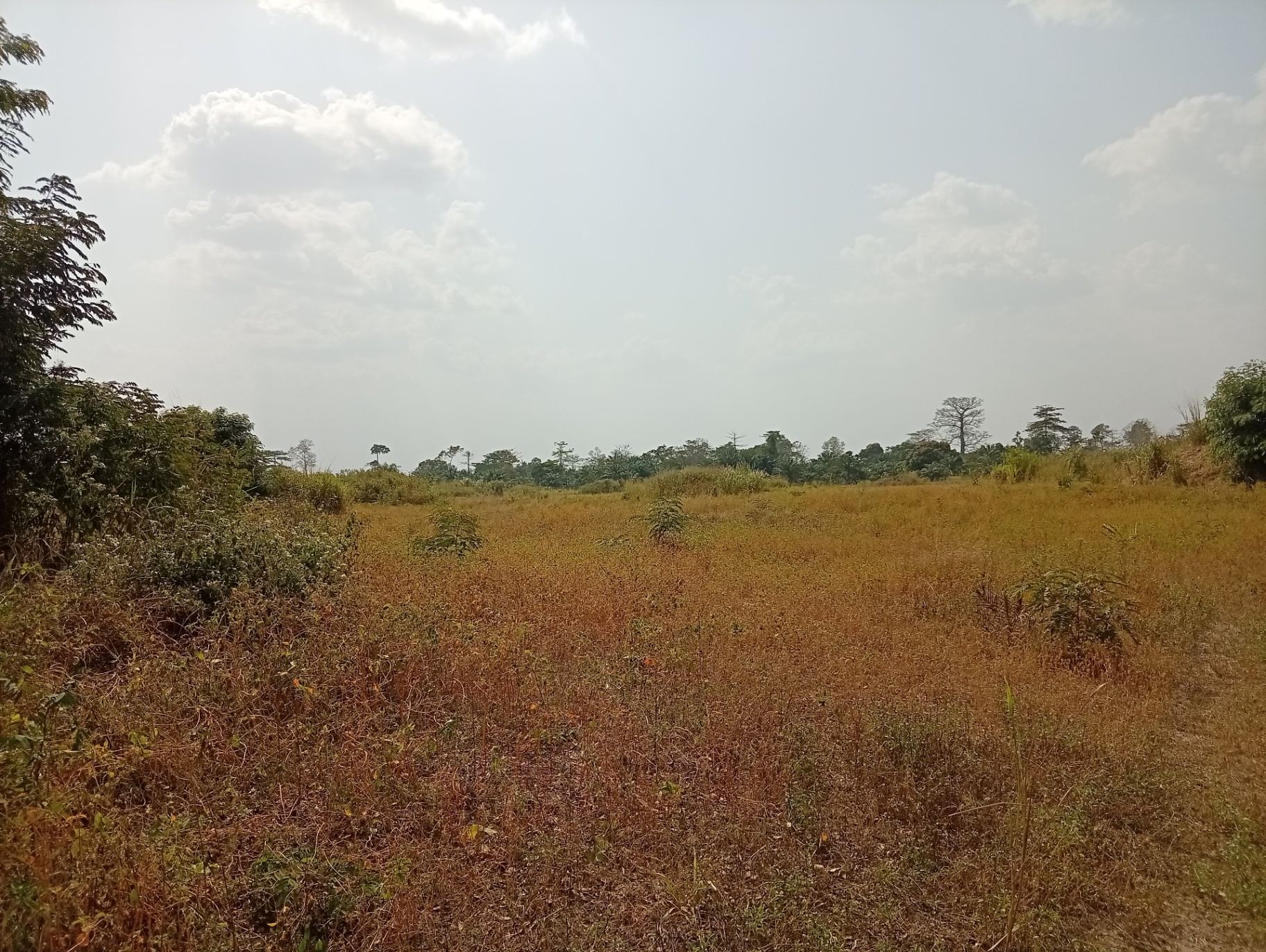 Foncier agricole ivoirien fertile