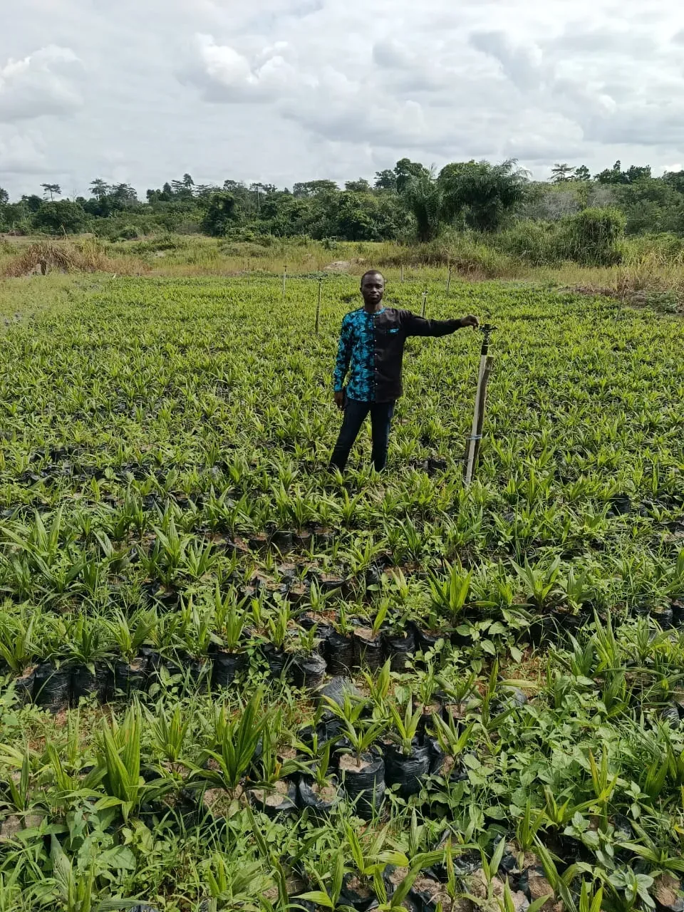 Pépinière Daloa — 120 ha
